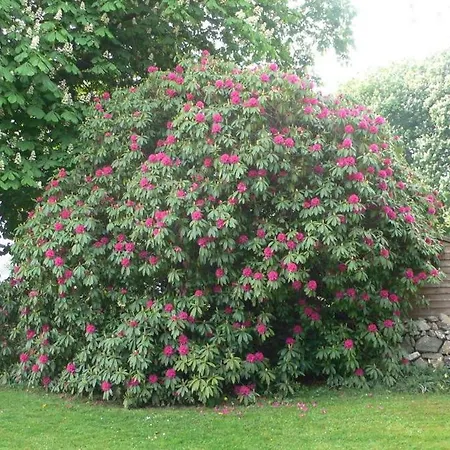 The Barn- Mullagh (Cavan)